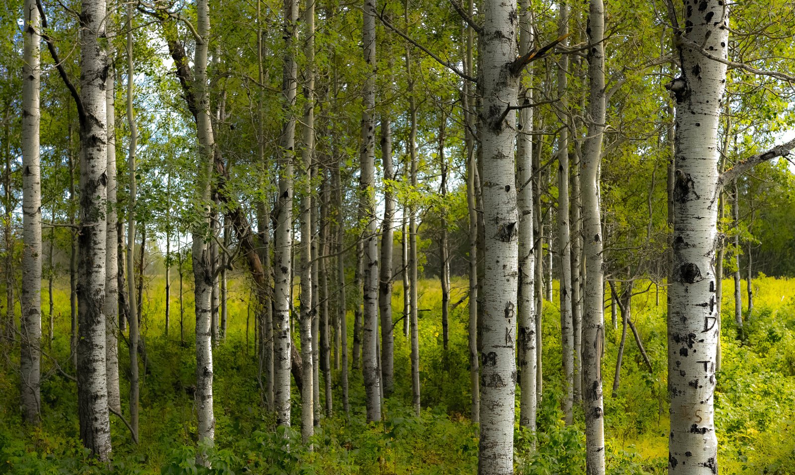 Balancing Convenience and Quality: What Trail Camera Buyers Really Need to Know