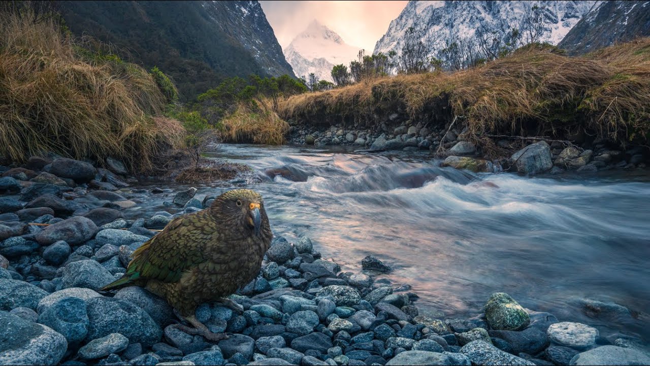 How to Photograph Wildlife in a Landscape (Without Sacrificing Either)