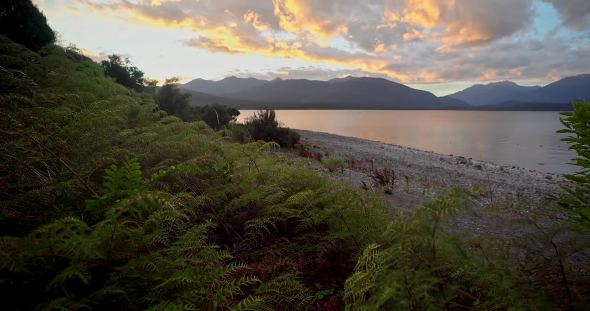 Ferns on the left of frame balanced by secondary elements on the right