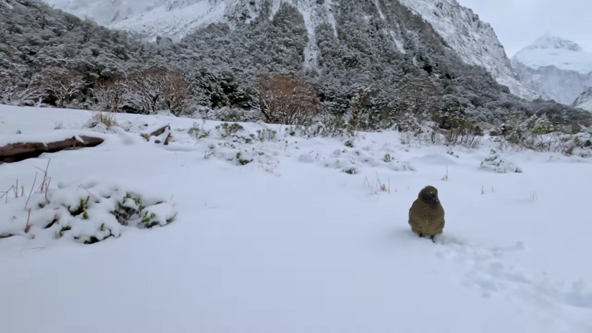 Patino crawling closer across snowy terrain toward the kea