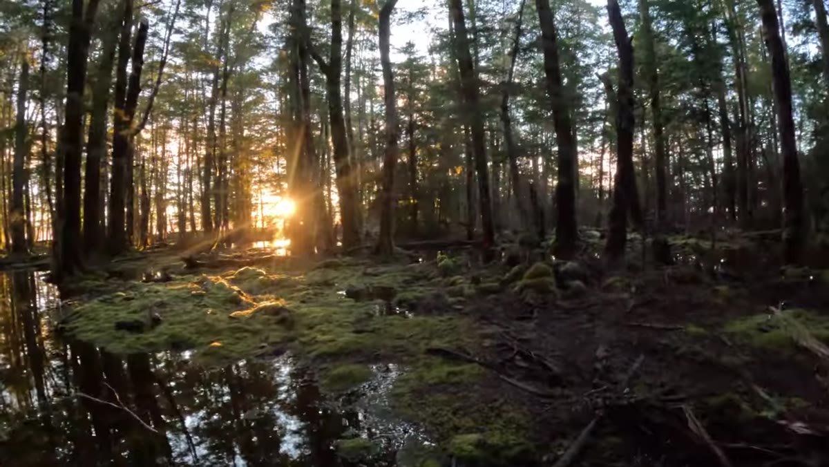 Arriving at the flooded forest at sunrise