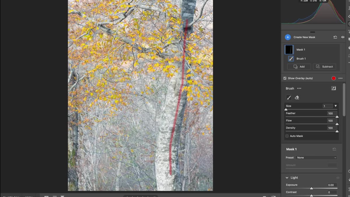 Tree positioned right of center, leaning left into frame