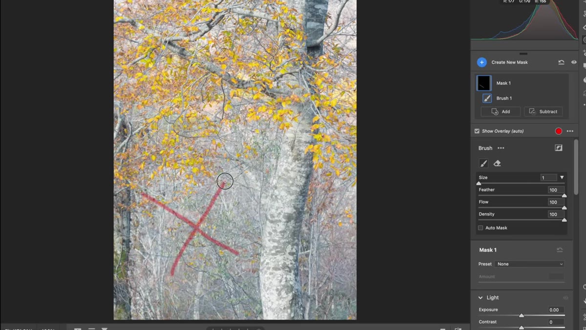 Lower half of image with open, featureless ground taking up 50% of frame