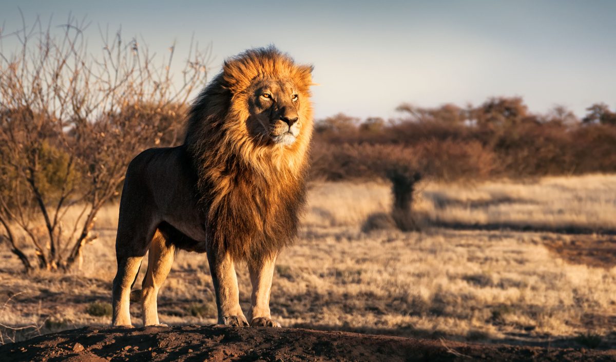 What Wildlife Photographers Can Learn From Remote Island Camera Trapping